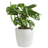 Растение Монстера Обликва Манки Маск в круглом кашпо белого цвета (25-35 см, РС113.8)