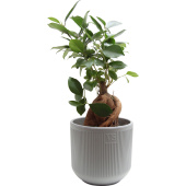 Растение Фикус Микрокарпа 30 см в кашпо D14.5 см (РС00056.03)