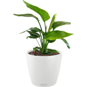 Растение Стрелиция Николай 60 см в белом кашпо D21 см