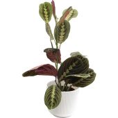 Растение Маранта Триколор 30 см в кашпо 1.9 л (РС00039.09)