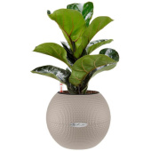 Растение Фикус Лирата Бамбино в круглом кашпо бежевого цвета (20 см)