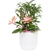 Композиция Grinoteka в кашпо (Smarts-14)