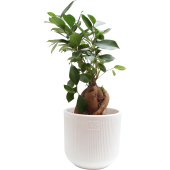 Растение Фикус Микрокарпа 30 см в кашпо D14.5 см (РС00056.09)