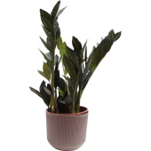 Растение Замиокулькас черный Равен 50 см в кашпо 1.9 л (РЗ-003.14.04)