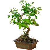 Растение Бонсай 35 см в кашпо