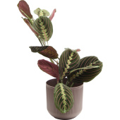Растение Маранта Триколор 30 см в кашпо 1.9 л (РС00039.04)