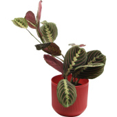 Растение Маранта Триколор 30 см в кашпо 1.9 л (РС00039.07)
