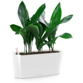 Растение Аспидистра 50 см в кашпо Delta белого цвета D20 см
