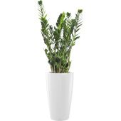 Растение Замиокулькас 110 см в кашпо белого цвета D32 см
