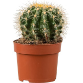 Растение Эхинокактус грузона 12 см в технологическом горшке D12 см