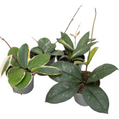 Набор растений Хойя (4 штуки в упаковке)