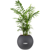 Растение Хамедорея в круглом кашпо серого цвета (25 см)