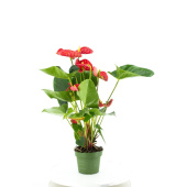 Растение Антуриум Микс в технологическом горшке (30-40 см)