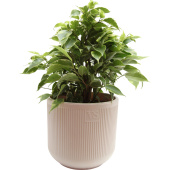 Растение Фикус Бенджамина Кинки 30 см в кашпо 1.9 л (РС0120.08)