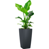 Растение Стрелиция Николай 130 в сером кашпо