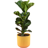 Растение Фикус Лирата Бамбино 40 см в кашпо D14.5 см (РС122.04)