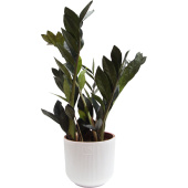 Растение Замиокулькас черный Равен 50 см в кашпо 1.9 л (РЗ-003.14.09)