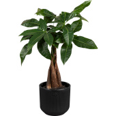 Растение Пахира Акватика Дерево Счастья 40 см в кашпо D14.5 см (РС59.06)