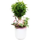 Композиция Grinoteka в кашпо (Smarts-024)