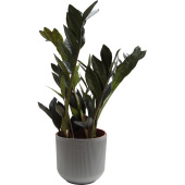 Растение Замиокулькас черный Равен 50 см в кашпо 1.9 л (РЗ-003.14.03)