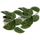 Набор растений Филодендрон Сканденс Пиктус (2 штуки в упаковке)