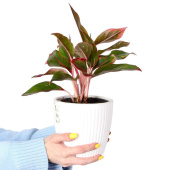 Растение Аглаонема Крит в круглом кашпо белого цвета (30-35 см)