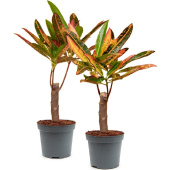 Набор растений Кротон Экскуренс (2 штуки в упаковке)