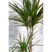 Растение Драцена Маргината с круглым горшком песочно-коричневого цвета  (75 см)