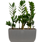 Растение Замиокулькас 40 см в кашпо (3 штуки, Smarts-22)