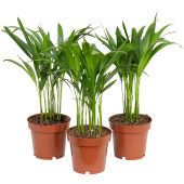 Набор растений Хризалидокарпус (3 штуки в упаковке)