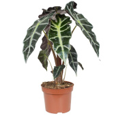 Растение Алоказия Амазоника Полли в технологическом горшке (25-35 см)