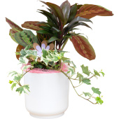 Композиция Grinoteka в кашпо (Smarts-021)