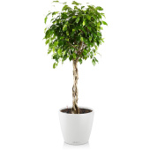 Растение Фикус Экзотика переплетенный 140 см в кашпо белого цвета D35 см