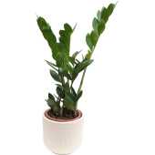 Растение Замиокулькас 40 см в кашпо 1.9 л (РЗ-001.08)