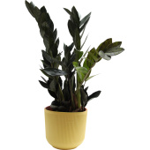 Растение Замиокулькас черный Равен 50 см в кашпо 1.9 л (РЗ-003.14.02)