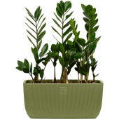Растение Замиокулькас 40 см в кашпо (3 штуки, Smarts-23)
