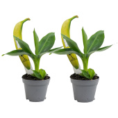 Набор растений Муса Акумината Банан мини (2 штуки в упаковке)