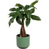 Растение Пахира Акватика Дерево Счастья 40 см в кашпо D14.5 см (РС59.01)