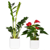 Набор растений для дома (2 растения, Smarts-02)