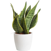 Растение Сансевиерия Футура Суперба 30-40 см в кашпо D14 см