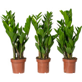 Набор растений Замиокулькас (3 штуки в упаковке)