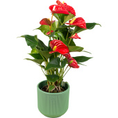 Растение Антуриум Андреанум микс 30 см в кашпо D14.5 см (РС00016.01)