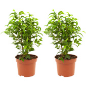 Набор растений Фикус Бенджамина Наташа (2 штуки в упаковке)