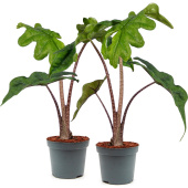 Набор растений Алоказия Жаклин (2 штуки в упаковке)