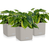 Набор растений Филодендрон Бразил 20 см в кашпо песочно-коричневого  цвета D14 см