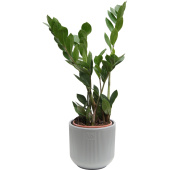 Растение Замиокулькас 40 см в кашпо 1.9 л (РЗ-001.03)