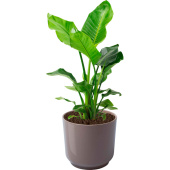 Растение Стрелиция Николай 60 см в кашпо D19 см