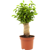 Растение Фикус Бенджамина Наташа джут 30 см в технологическом горшке D12  см