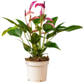 Растение Антуриум андрианум зизу 35 см в технологическом горшке D12 см