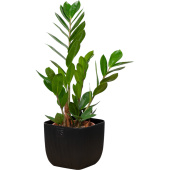 Растение Замиокулькас 40 см в кашпо 1.95 л (РЗ-01.02)